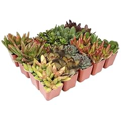 Altman plants bulk for sale  Delivered anywhere in USA 