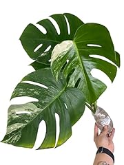 Monstera albo borsigiana for sale  Delivered anywhere in USA 