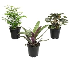 Essential houseplant collectio for sale  Delivered anywhere in USA 