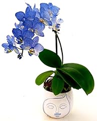 Powers flowers orchidea usato  Spedito ovunque in Italia 