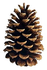 Pinecones tall bulk for sale  Delivered anywhere in USA 