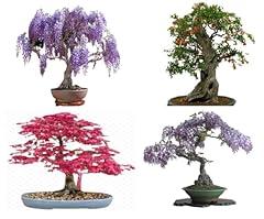 Bonsai tree seed for sale  Delivered anywhere in UK