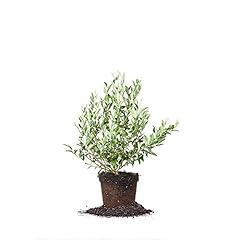 Perfect plants premier for sale  Delivered anywhere in USA 