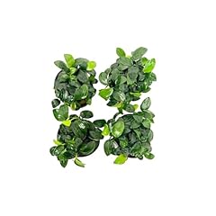 Anubias nana petite for sale  Delivered anywhere in USA 