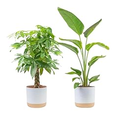 Costa farms large for sale  Delivered anywhere in USA 