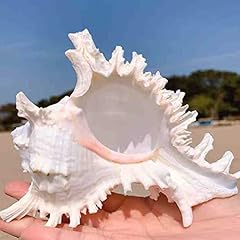 Jqaqju conch shells for sale  Delivered anywhere in USA 