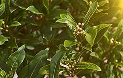 Sweet bay laurel for sale  Delivered anywhere in USA 