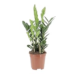 KENTIS - Zamioculcas Zamiifolia - Piante Vere da Interni - Purifica Aria - H 50-60 cm Vaso Ø 17 cm, usato usato  Spedito ovunque in Italia 