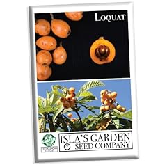Loquat fruit tree for sale  Delivered anywhere in USA 