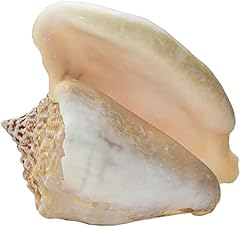 Large milk conch for sale  Delivered anywhere in USA 