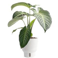 Costa farms live for sale  Delivered anywhere in USA 