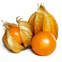 Physalis peruviana abundant for sale  Delivered anywhere in UK