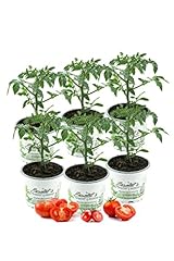Tomatenset tomatenpflanzen nor gebraucht kaufen  Wird an jeden Ort in Deutschland