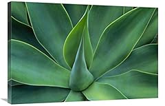 Fox tail agave for sale  Delivered anywhere in USA 