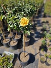 Rose tree live for sale  Delivered anywhere in USA 