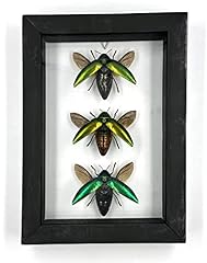 Real framed insect for sale  Delivered anywhere in USA 