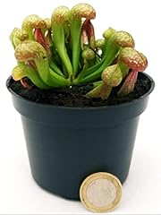 Powers flowers darlingtonia usato  Spedito ovunque in Italia 