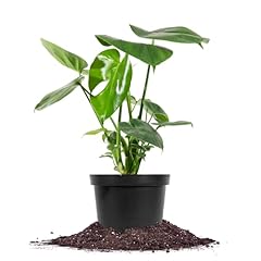 Perfect plants monstera for sale  Delivered anywhere in USA 