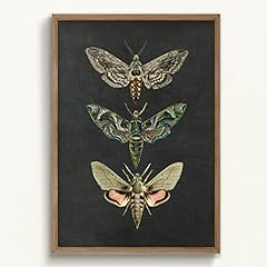 Moth canvas wall for sale  Delivered anywhere in USA 