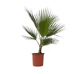 Plant box washingtonia usato  Spedito ovunque in Italia 