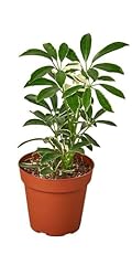 Schefflera moonlight umbrella for sale  Delivered anywhere in USA 