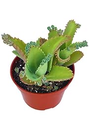 Live succulent mother for sale  Delivered anywhere in USA 