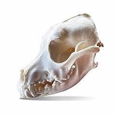 Racoon dog skull for sale  Delivered anywhere in UK