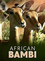 African bambi for sale  Delivered anywhere in Ireland
