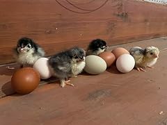 Fertilized hatching eggs for sale  Delivered anywhere in USA 