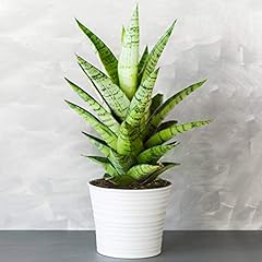 Sansevieria tough lady for sale  Delivered anywhere in UK