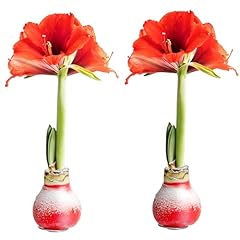 Costa farms amaryllis for sale  Delivered anywhere in USA 