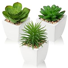 Hollyone succulents plants for sale  Delivered anywhere in USA 