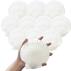 10pcs sea shells for sale  Delivered anywhere in USA 