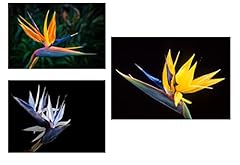 Bird paradise flower for sale  Delivered anywhere in USA 
