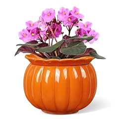 Litudiso african violet for sale  Delivered anywhere in USA 