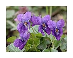 Seeds viola odorata for sale  Delivered anywhere in UK