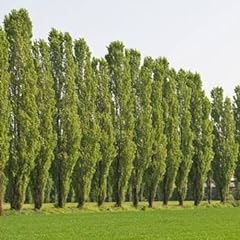 Lombardy poplar trees for sale  Delivered anywhere in USA 