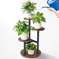 Yeyeeyyee tier plant for sale  Delivered anywhere in USA 