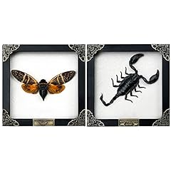 Real framed scorpion for sale  Delivered anywhere in USA 