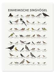 Einheimische singvögel poster gebraucht kaufen  Wird an jeden Ort in Deutschland