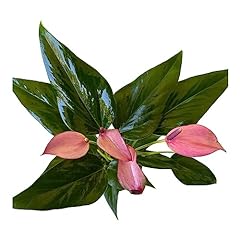 Purple anthurium indoor for sale  Delivered anywhere in USA 