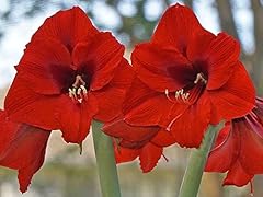 Beautiful red flowering for sale  Delivered anywhere in USA 