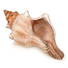 Giant natural conch for sale  Delivered anywhere in USA 