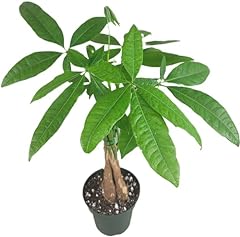 Chinese money tree for sale  Delivered anywhere in USA 