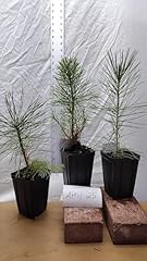 Japanese black pine for sale  Delivered anywhere in USA 