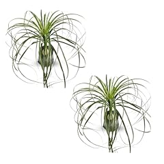 Leal plants ecuador for sale  Delivered anywhere in USA 