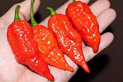 Red naga dorset usato  Spedito ovunque in Italia 
