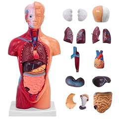Inch small human for sale  Delivered anywhere in USA 