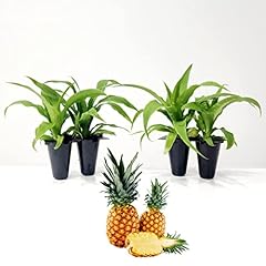 Pineapple plant elite for sale  Delivered anywhere in USA 