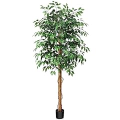 Soguyi 7ft ficus for sale  Delivered anywhere in USA 